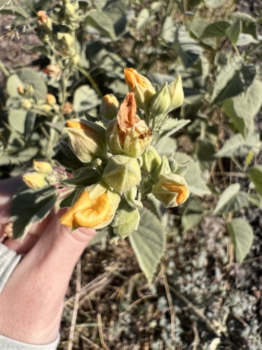 Yellow Indian Mallow
