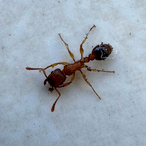 Tetramorium bicarinatum observed 2026-10-20