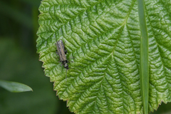 Oedemera tristis