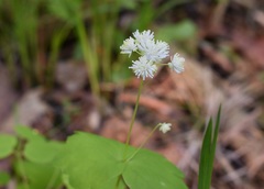 Thalictrum filamentosum