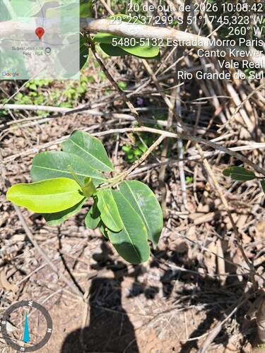Erythroxylum observed 2026-10-20