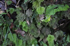 Dendrohypopterygium filiculiforme