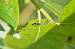 Agrilus viridis