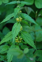 Lamium galeobdolon montanum
