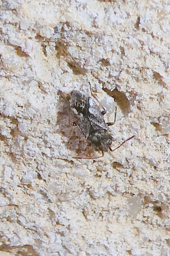 Nysius observed 2026-10-20