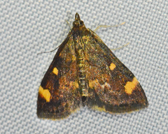 Pyrausta generosa