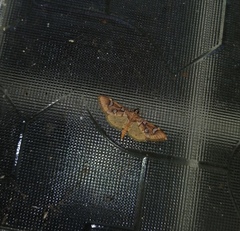 Cotachena