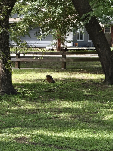 Red-shouldered Hawk