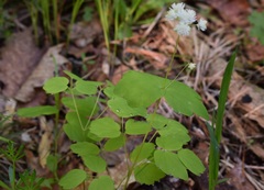 Thalictrum filamentosum
