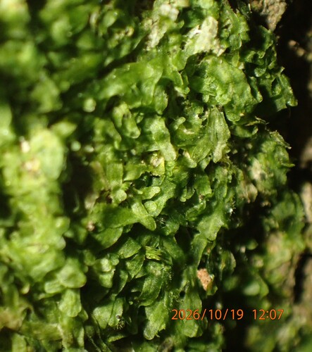 Metzgeria furcata observed 2026-10-19