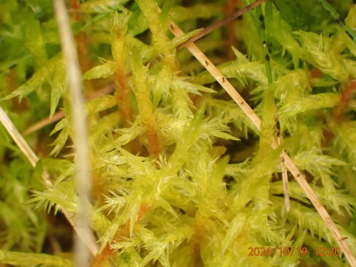 Calliergonella cuspidata observed 2026-10-19