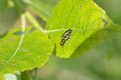 Agrilus viridis