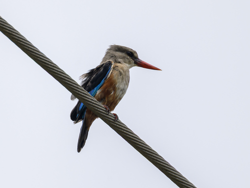iNaturalist image