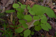 Thalictrum filamentosum