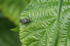 Oedemera tristis
