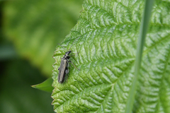 Oedemera tristis