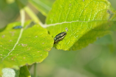 Agrilus viridis
