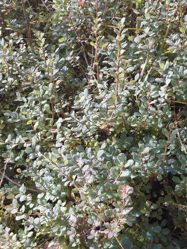 Vaccinium uliginosum observed 2026-10-20