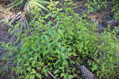 Ximenia americana observed 2026-10-18