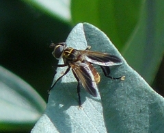 Galactomyia