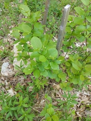 Alnus jorullensis