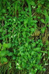 Arabidopsis halleri
