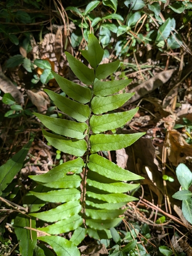 Cyrtomium fortunei observed 2026-10-20