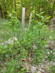 Alnus jorullensis