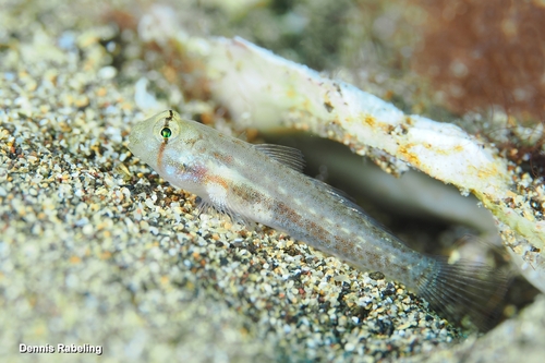 Gnatholepis observed 2026-10-19