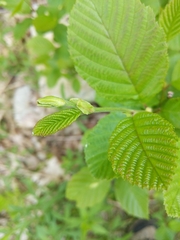 Alnus jorullensis