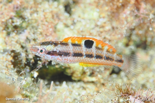 Ornate Wrasse, photo 4 of 10