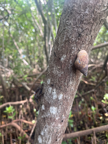Littorina scabra observed 2026-10-20