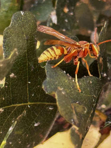 Polistes aurifer observed 2026-10-18