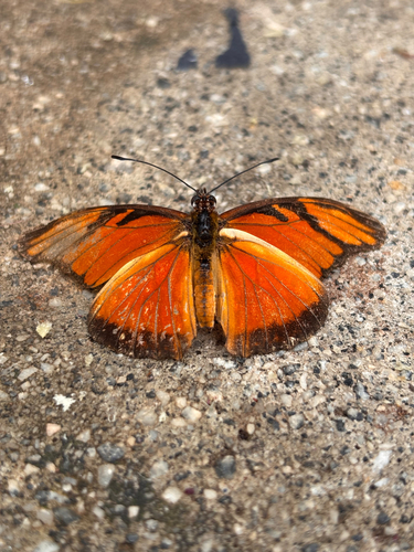 Juno Silverspot