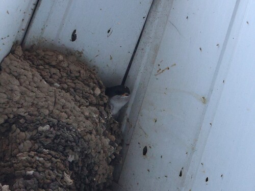 iNaturalist image