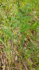 Silphiodaucus prutenicus