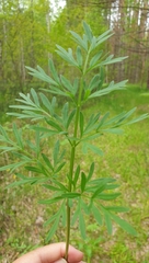 Silphiodaucus prutenicus