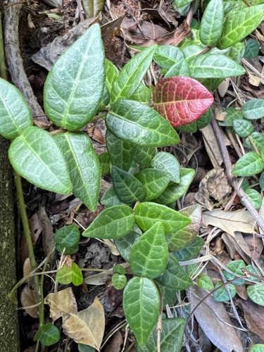 Trachelospermum gracilipes observed 2026-10-16