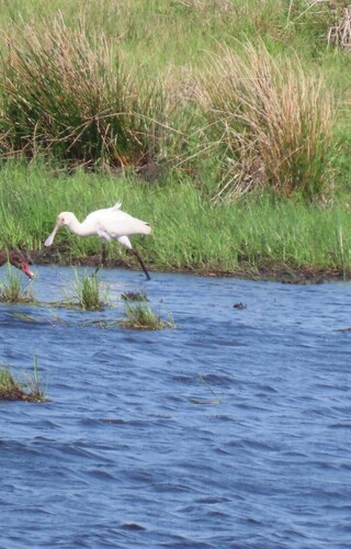 iNaturalist image