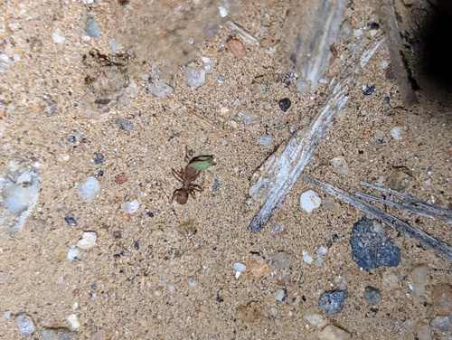 Wheeler’s Fungus-farming Ant