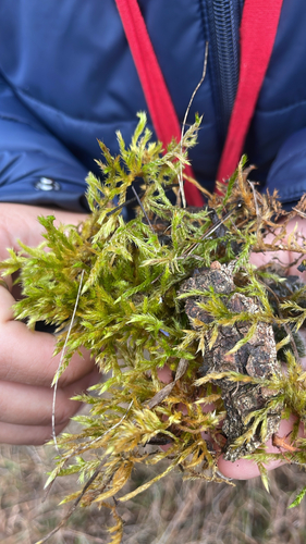 Homalothecium lutescens observed 2026-10-19