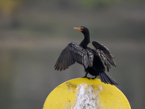 iNaturalist image