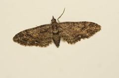 Eupithecia columbiata