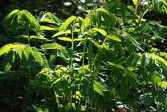 Sanguisorba dodecandra