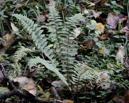 Polystichum braunii, 2026-10-17