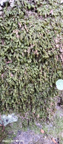 lesser featherwort