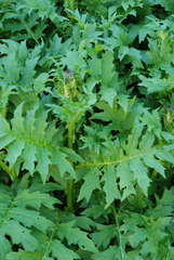 Cirsium alsophilum