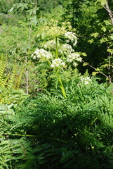 Molopospermum peloponnesiacum