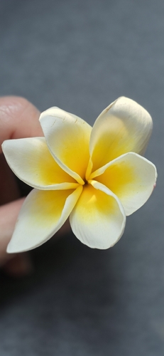Plumeria rubra observed 2026-10-20