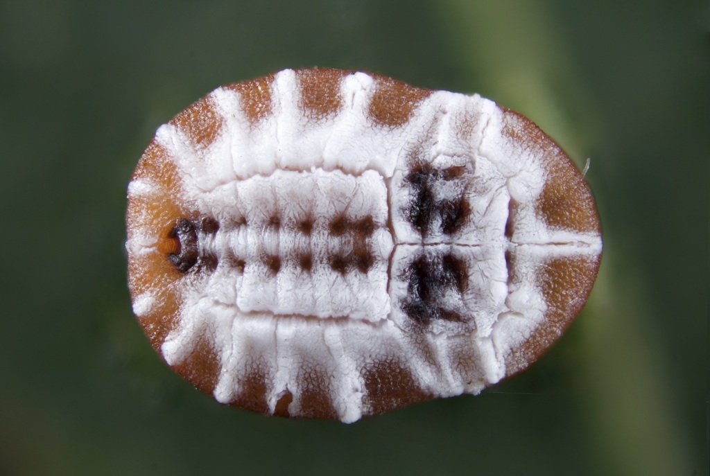 Aleurochiton acerinus